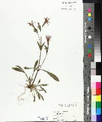 Silene virginica image