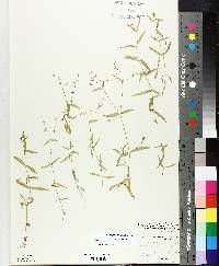 Stellaria calycantha var. isophylla image
