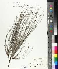 Casuarina equisetifolia image