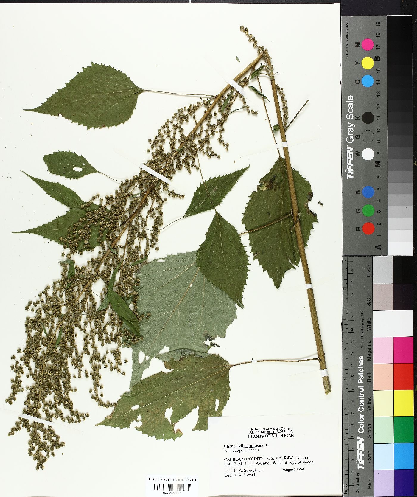 Oxybasis urbica image
