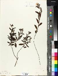 Crocanthemum corymbosum image