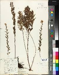 Crocanthemum majus image