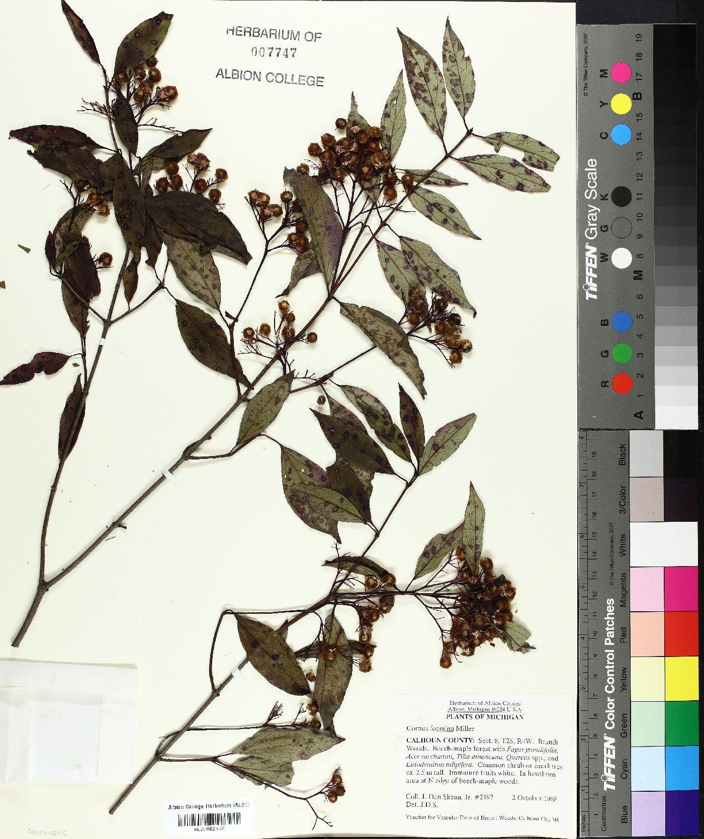 Cornus foemina image