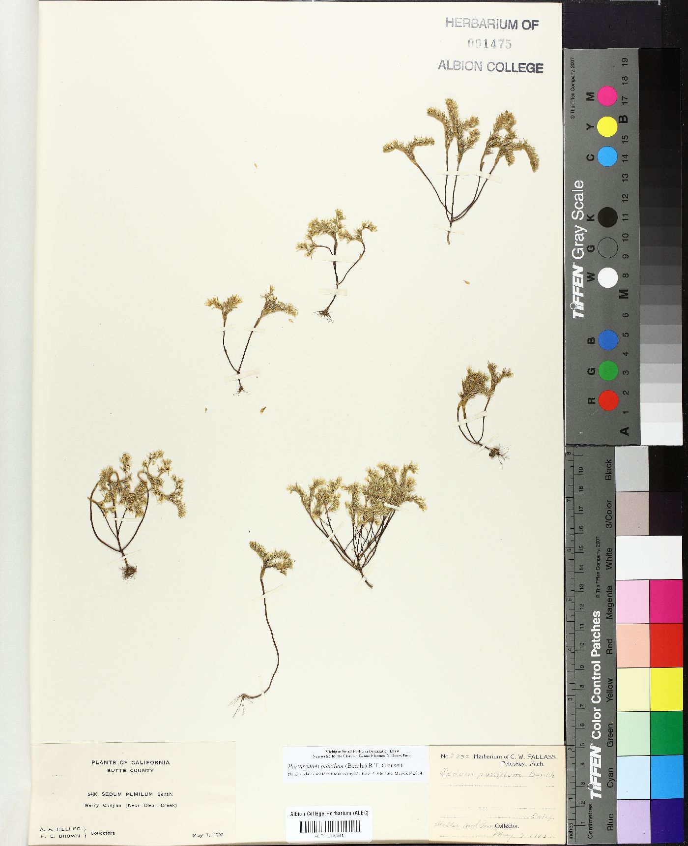 Sedum pumilum image