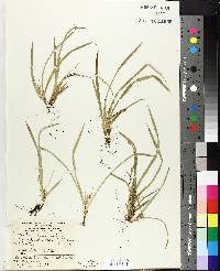 Carex durifolia image