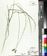 Carex cristatella image