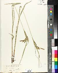 Carex gynandra image