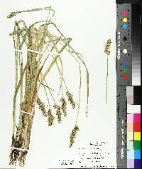 Carex laevivaginata image