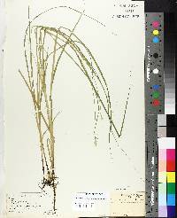 Carex lapponica image