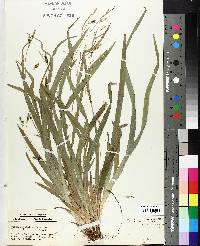 Carex laxiculmis image