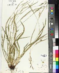 Carex leptonervia image