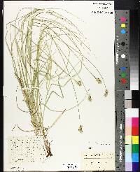 Carex merritt-fernaldii image