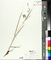 Carex paleacea image