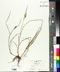 Carex pallescens image