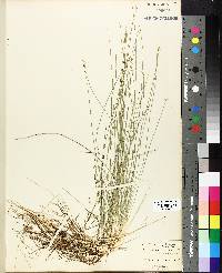 Carex pauciflora image