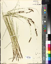 Carex prairea image