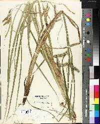 Carex pseudocyperus image