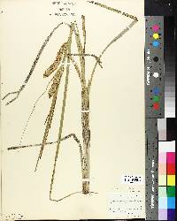 Carex rostrata image