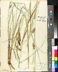 Carex rostrata image