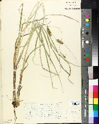 Carex rostrata image