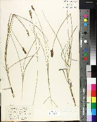 Carex sartwellii image