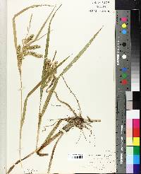 Carex schweinitzii image