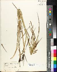 Carex shortiana image