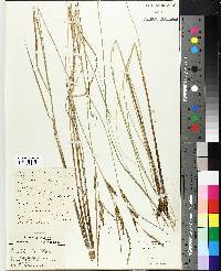 Carex strictior image