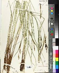 Carex stricta var. strictior image