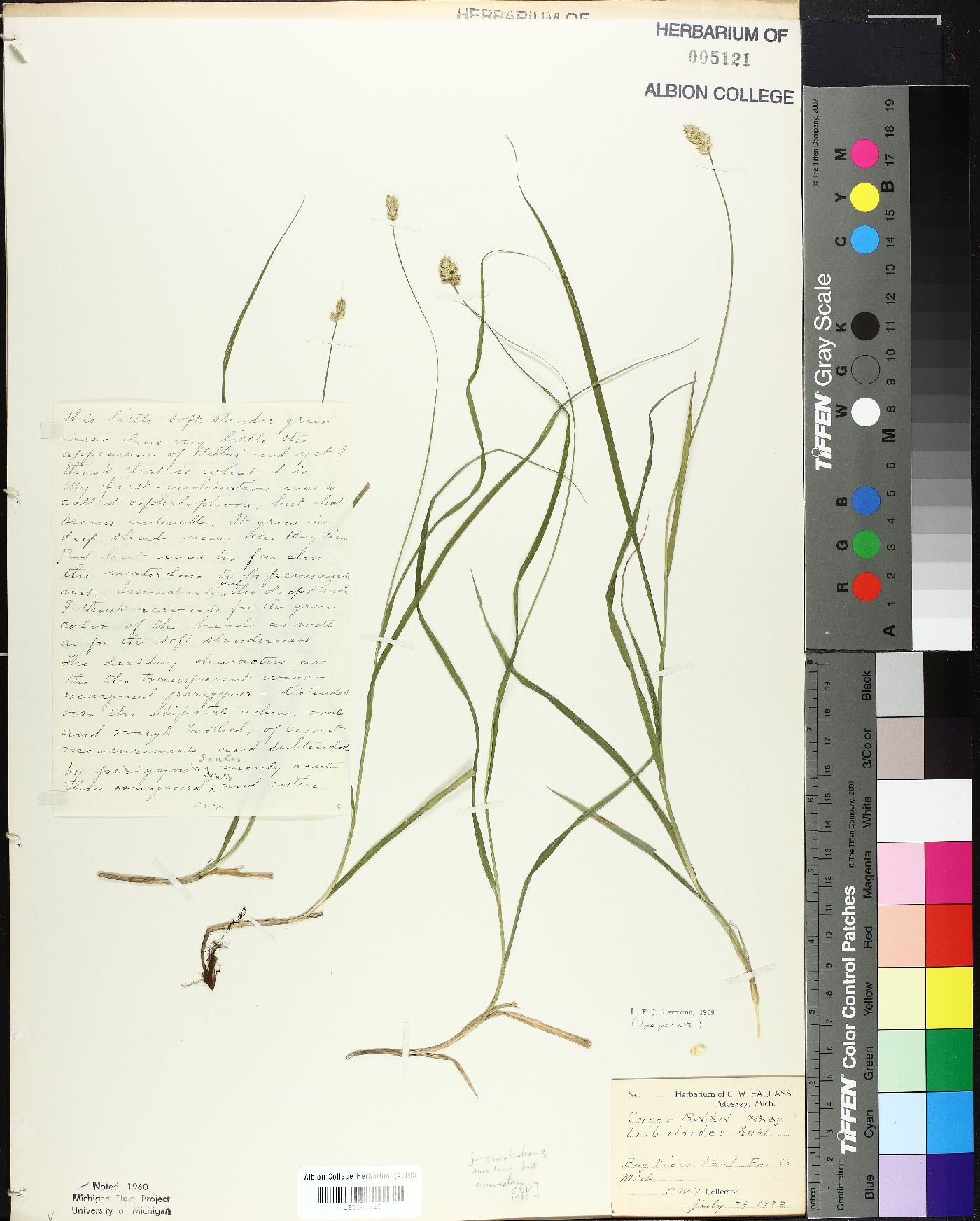 Carex depauperata image