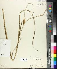 Carex vesicaria image