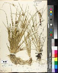Carex viridula image