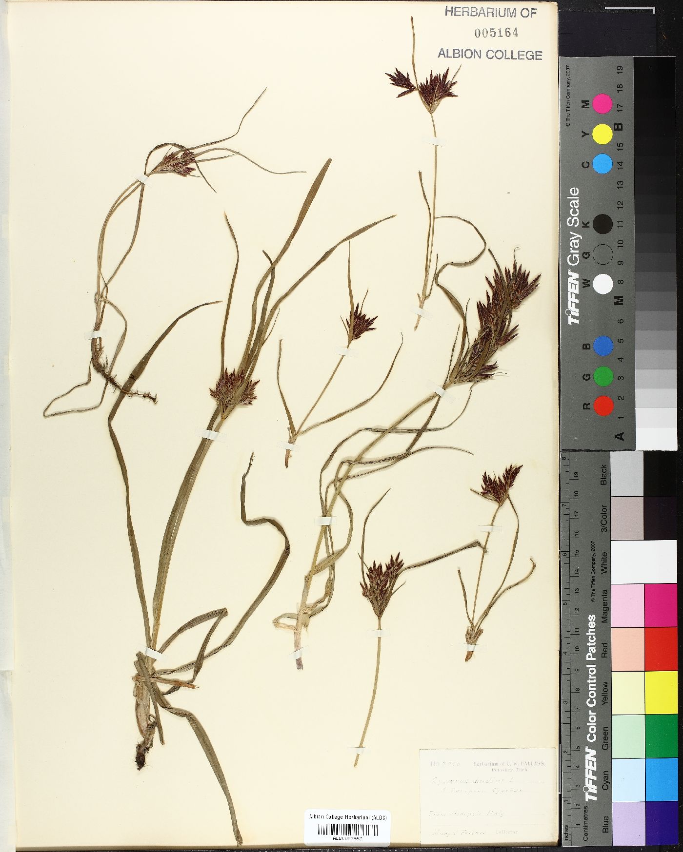 Cyperus badius image