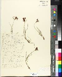 Cyperus dissitiflorus image