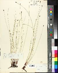 Eleocharis acuminata image