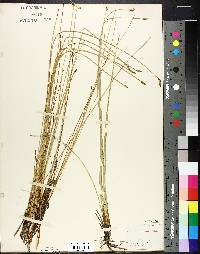 Eleocharis rostellata image