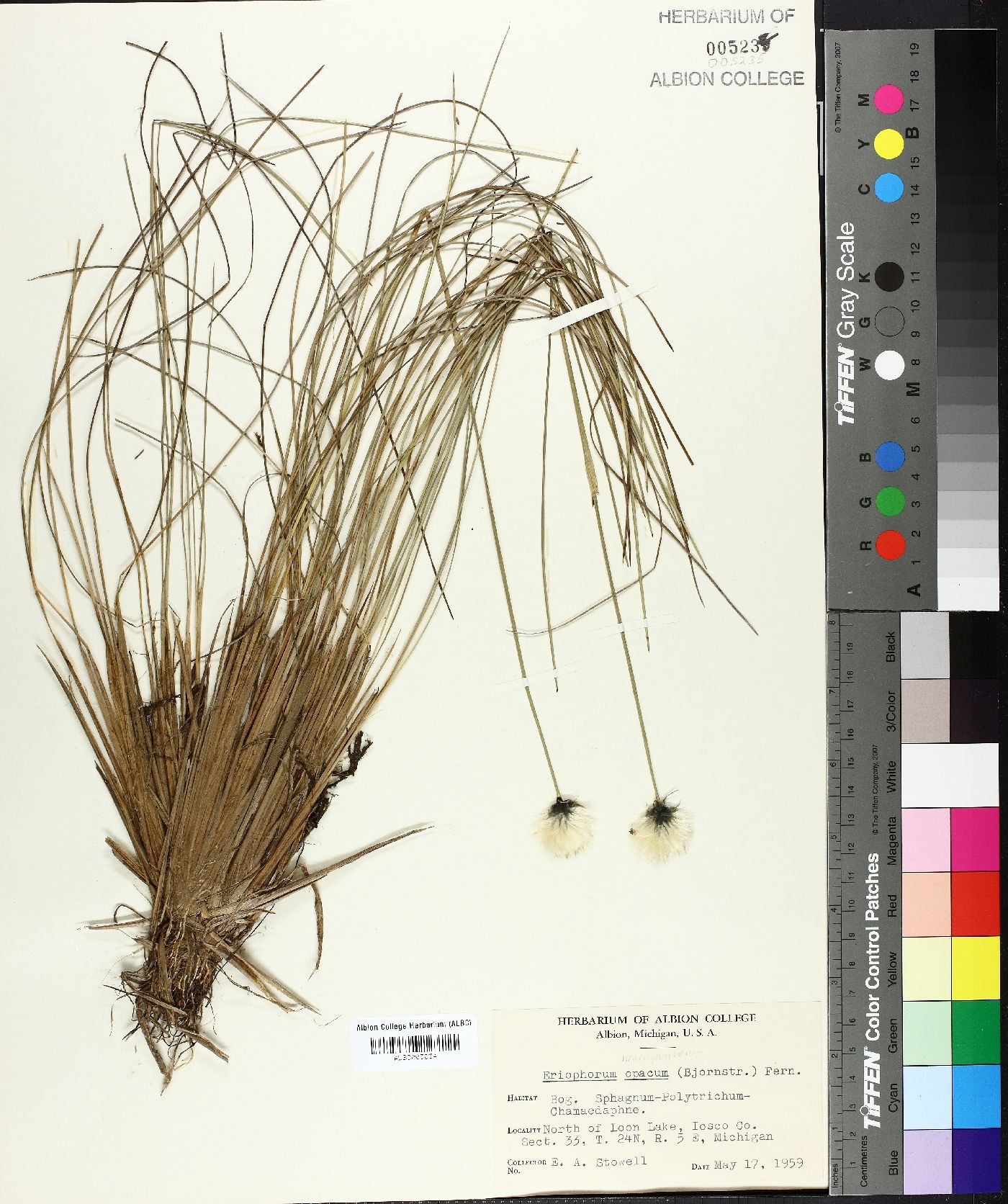 Eriophorum opacum image