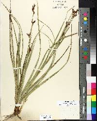 Rhynchospora dodecandra image