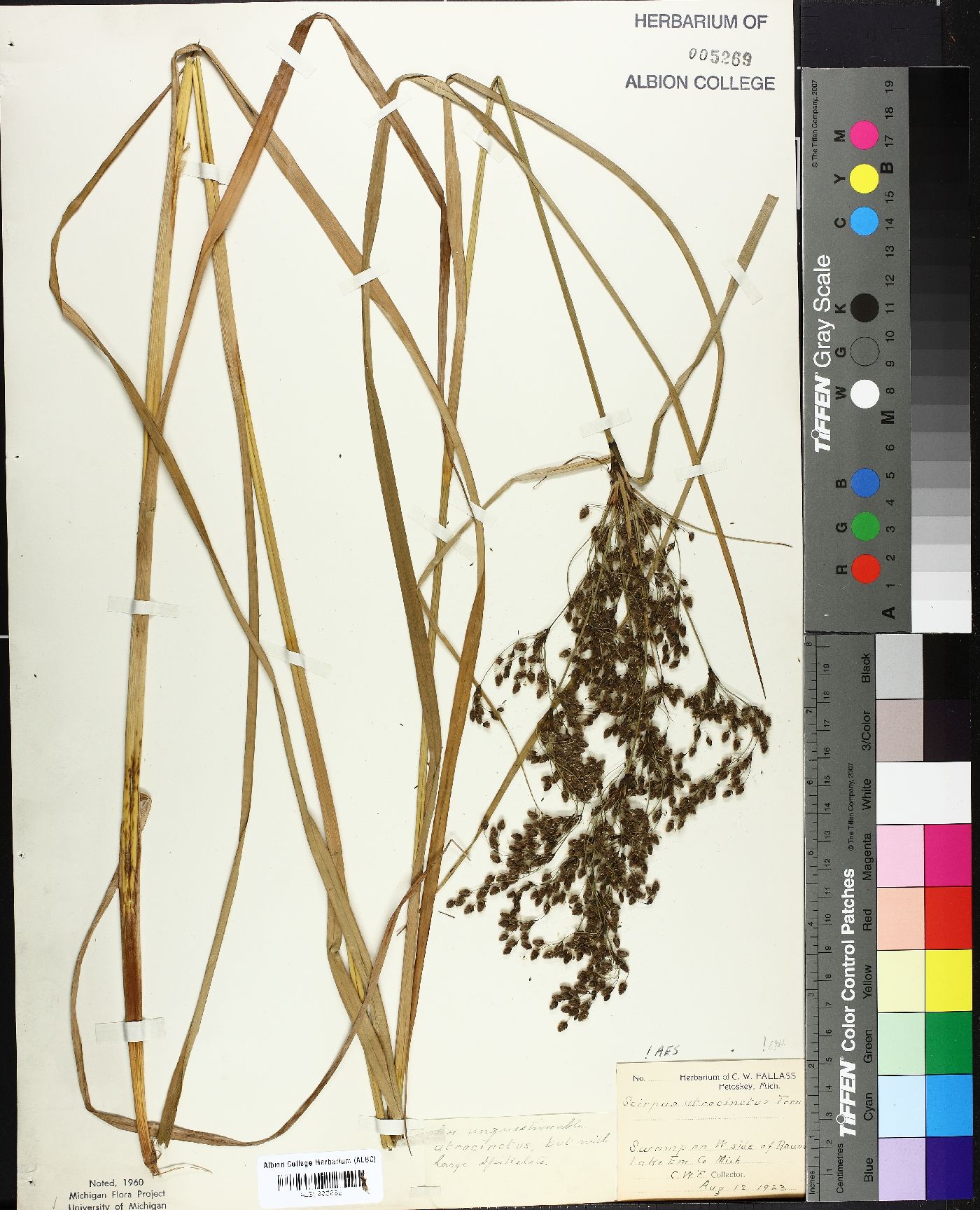 Scirpus atrocinctus image