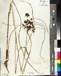 Scirpus cyperinus var. pelius image