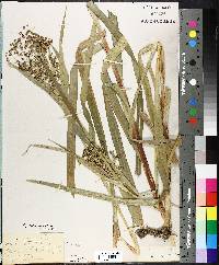 Scirpus expansus image