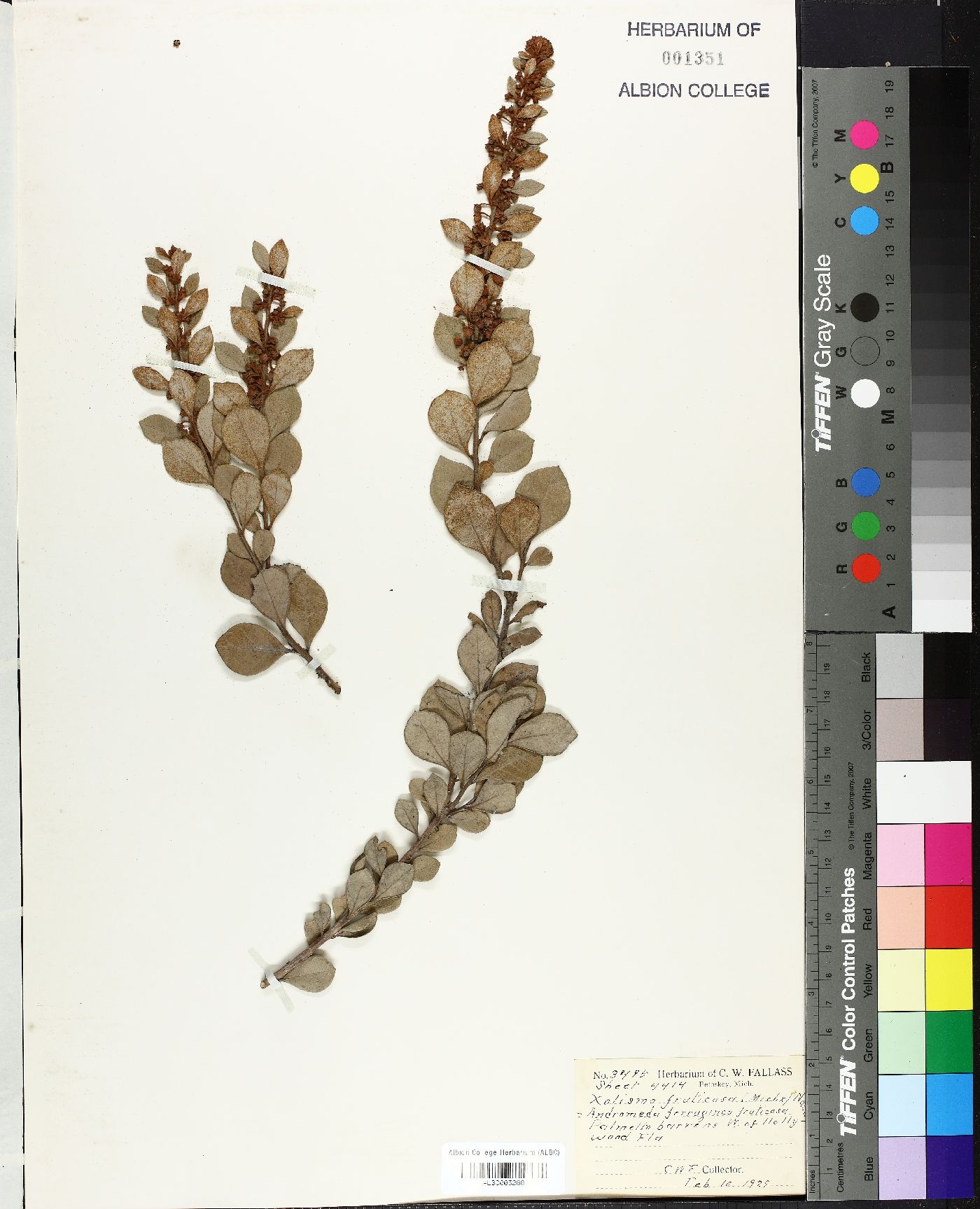 Xolisma fruticosa image