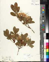 Azalea arborescens image