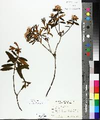 Rhododendron groenlandicum image