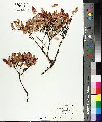 Vaccinium angustifolium image