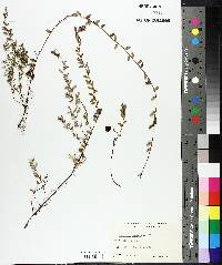 Vaccinium macrocarpon image