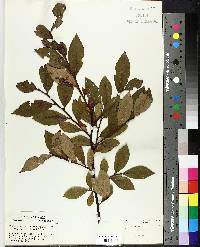 Vaccinium vacillans image