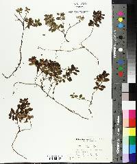 Vaccinium vitis-idaea image