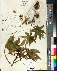 Ricinus communis image