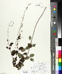 Desmodium marilandicum image